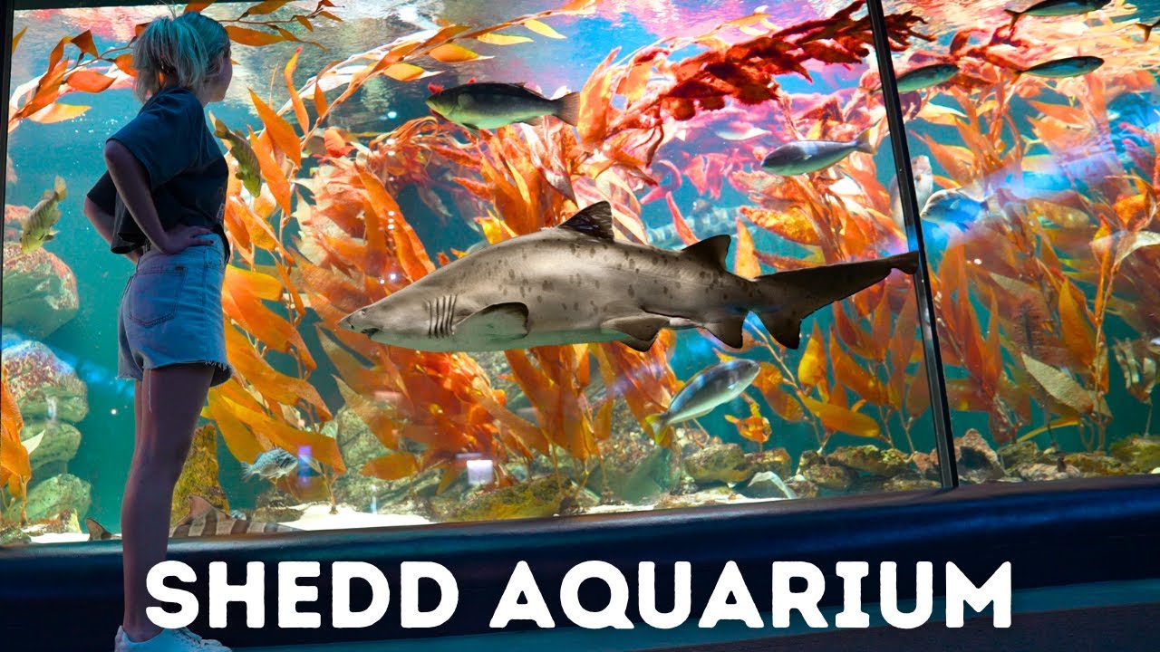 America's 3rd *LARGEST* Aquarium - It was NOT what I expected!