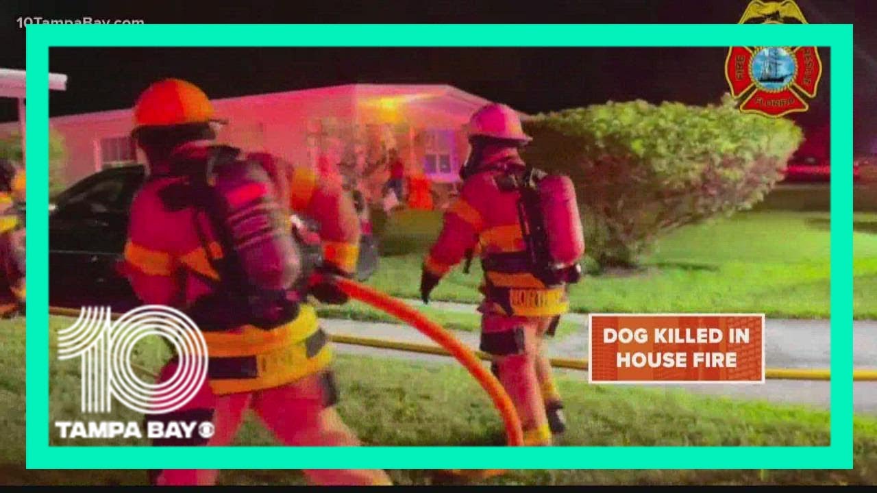 Family dog dies in Tampa house fire, firefighter say - YouTube