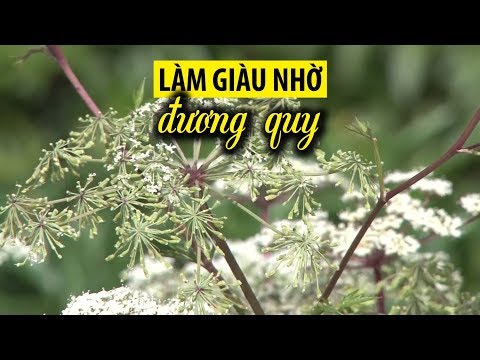 Video Người Xê Đăng làm giàu từ cây đương quy - youtube