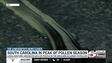 VIDEO: Combat those allergies this pollen season