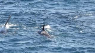 Orcas! Killer Whales! Fair Isle! Shetland!
