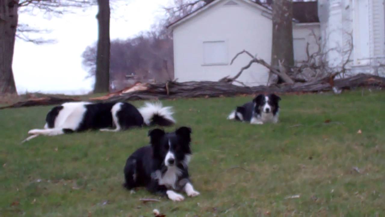 Border Collie Walk 2 Youtube