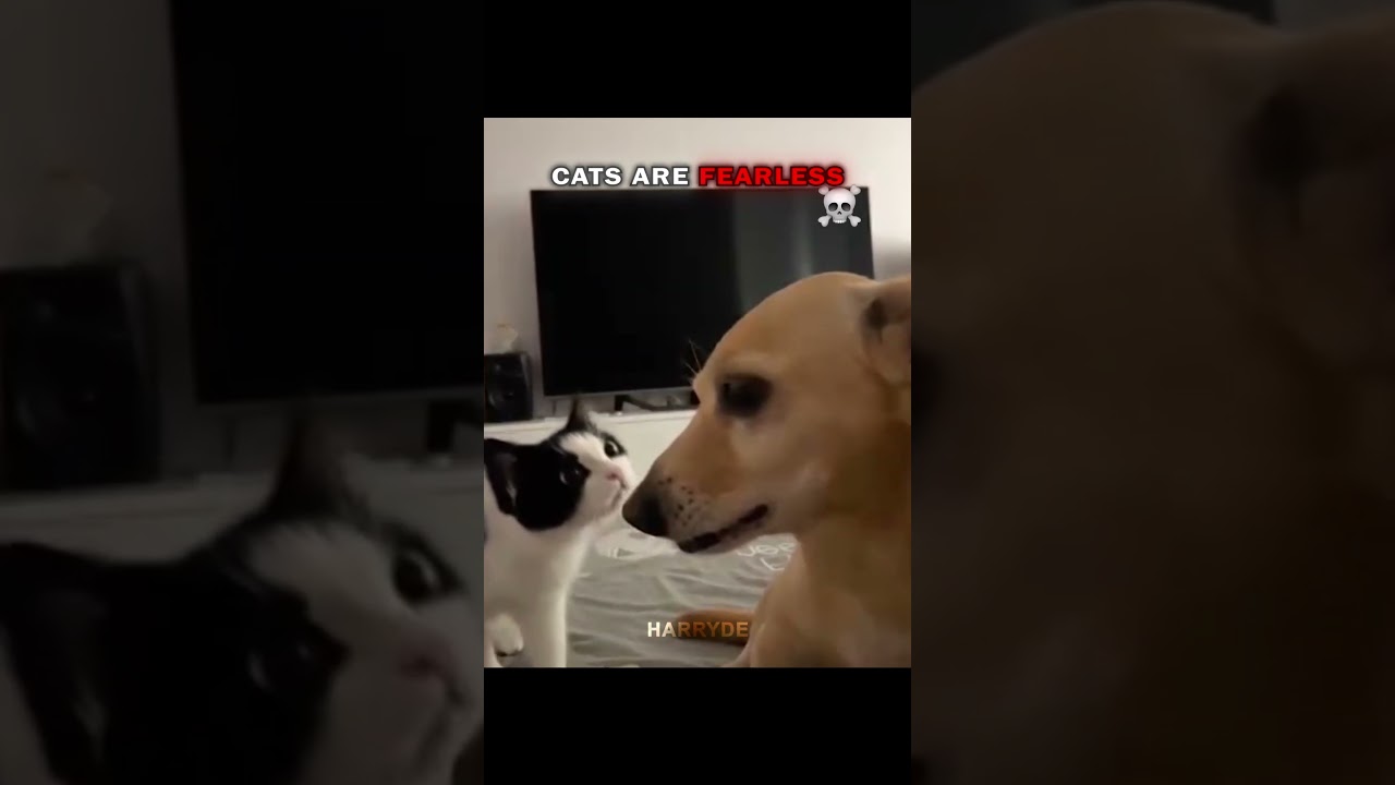 Кошки бесстрашны ☠️🔥 