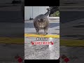 Kitty Is Thicker Than A Snicker Shorts Funny Cats mp3