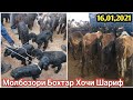 Молбозори Бохтар Хочи Шариф Нархои барача бузича ва Гуночинча Букача / 16 01 2021