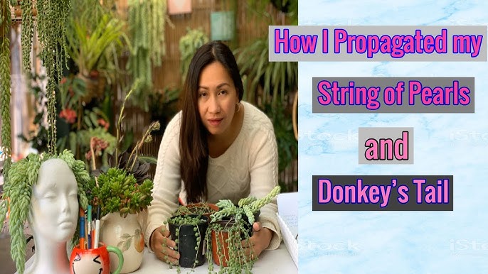 Easy Way How To Propagate String Of Pearls Succulent Plant 