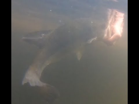 Bass Fishing Challenge (Kayak Fishing) Tons of Large Mouth Bass Caught