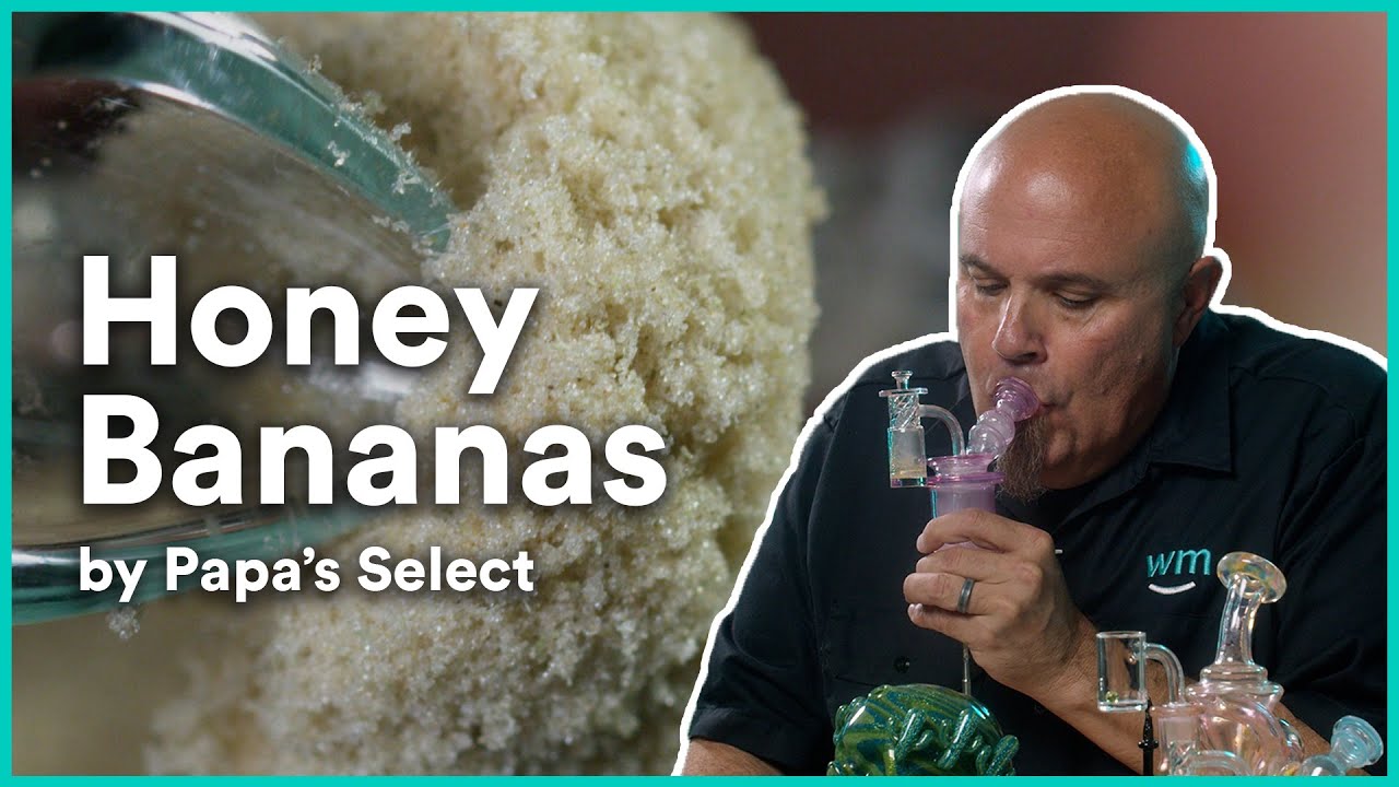Honey Bananas 120u Ice Water Hash by Papa’s Select | Strain Review