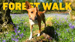 Relaxing Dog Walk through Bluebell Woods