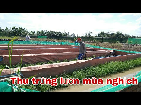 Video: Hẹ: Sinh Sản Vào Tháng 9