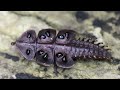 trilobite beetle walking 2