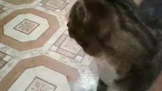 Клип: ваша киска купила бы whiskas!