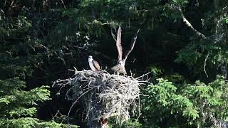 Osprey family, 5/30/24, part 6