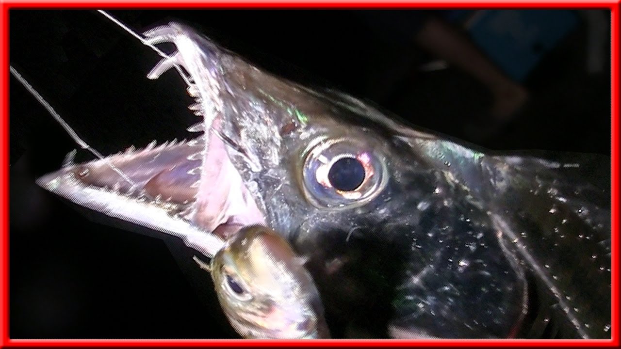 タチウオ ウキ釣り 狙え 指６本級太刀魚 タチウオ 加太 大波止 和歌山 釣り Youtube