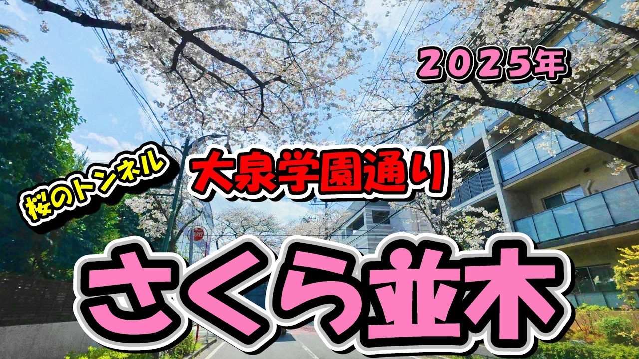 「春の記憶｜2025年の桜」