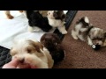 Heavenly Havanese Brook and her puppies