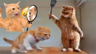 MustSee Funny Moments with Cats and Dogs  #45