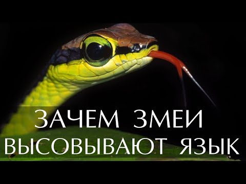 Почему змея высовывает