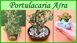 Portulacaria Afra o Arbol de la Abundancia Cuidados