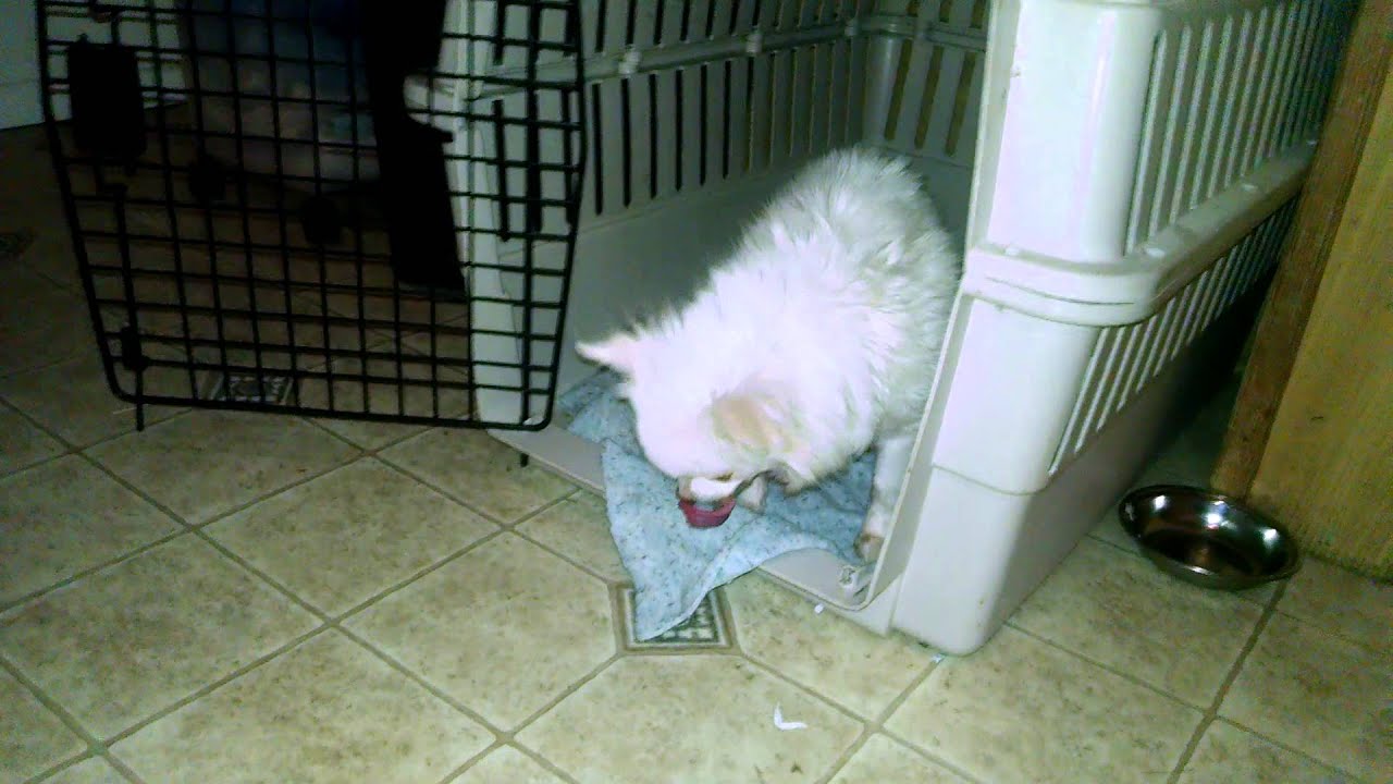 CHIHUAHUA WITH BAD COUGH YouTube