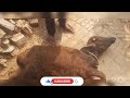 भैंस के बच्चे में जादुई इलाज । case of hypomagnesemia in buffalo calf .(Shobhit Srivastava)