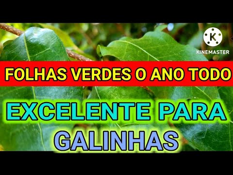 Vídeo: A pervinca é venenosa para as galinhas?