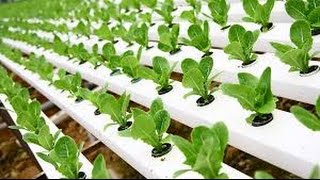 Hydroponic Gardening In this video we talk about hydroponics and how you can grow crops such as lettuce fast and easy. This 
