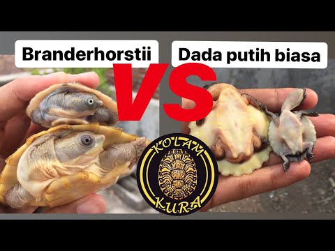 Woooow ternyata dada putih (elseya novaguineae) dan elseya branderhorstii beda bangett