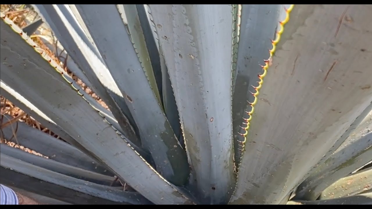 Stages of Maturation 2 Agave Entrado SPANISH YouTube