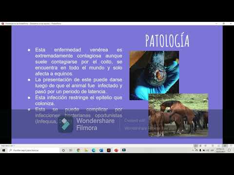 Video: Exantema Coital En Caballos