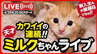 【ライブ記録】カワイイの連続天才ミルクちゃんライブ