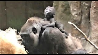 Baby Gorilla  Kayembe #1, #gorillas