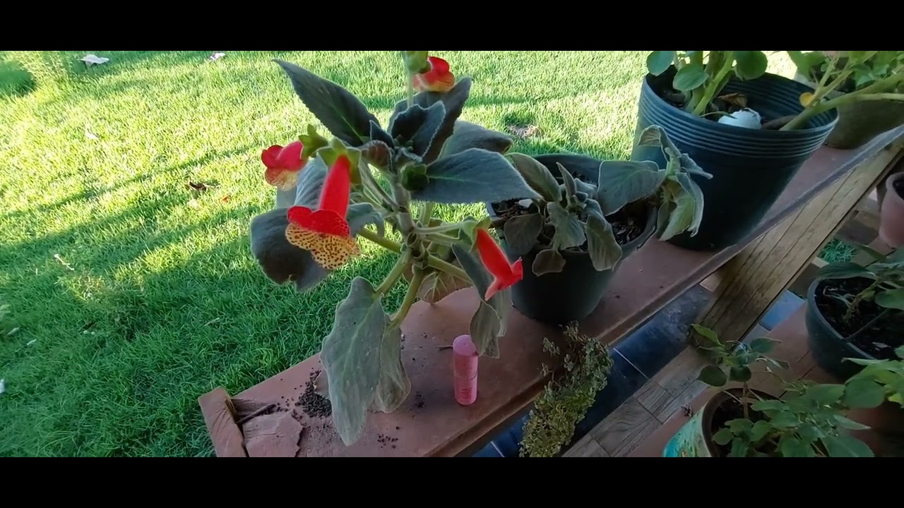 planta Kohleria como cultivar