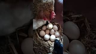 A hen hatched an egg??