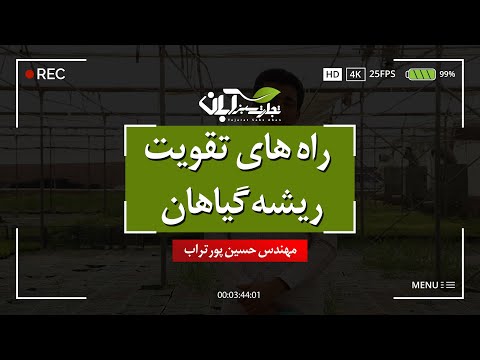 تصویری: پوسیدگی میوه گل شور - دلایلی برای پوسیدگی میوه شور روی گیاهان