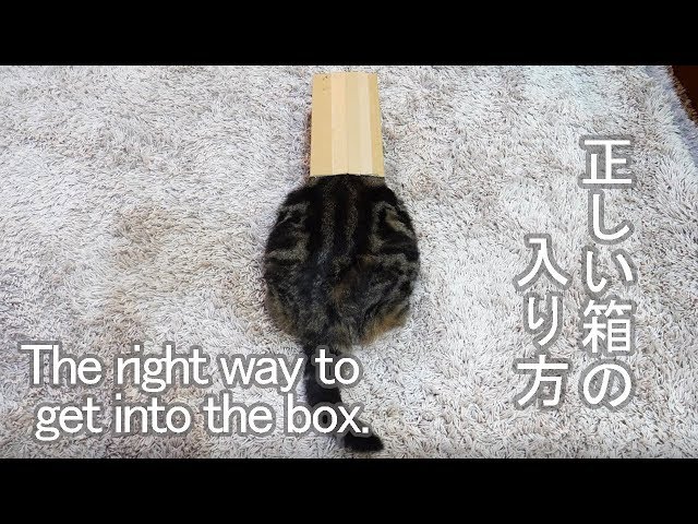 箱の入り方を教えるねこ。-Maru teaches how to get into  the box.-