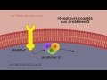 MOOC côté cours : Les différents types de récepteurs cellulaires