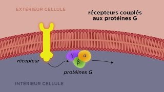 Différence entre les récepteurs liés aux protéines G et les récepteurs liés aux enzymes