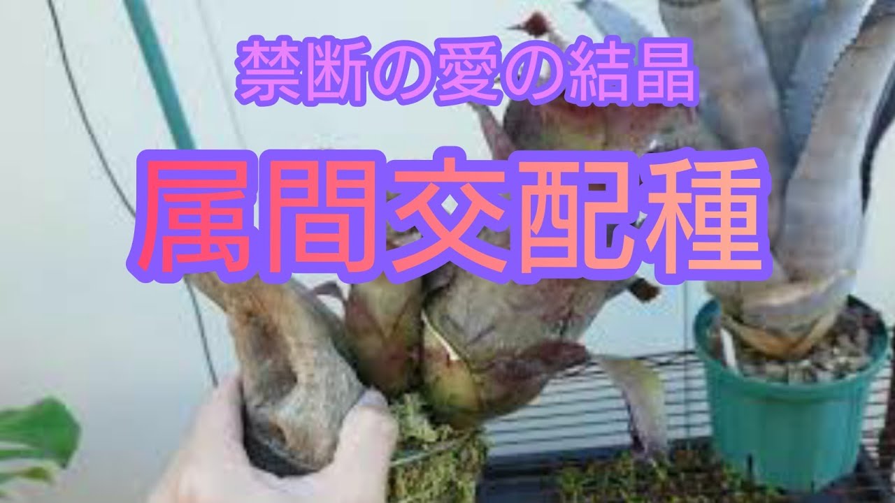 属間交配種の紹介～‼️ - YouTube