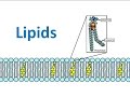 Lipids & Fatty Acids (regular biology) updated