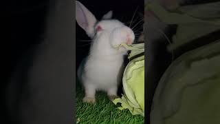 Cute Bunny Enjoying Eating A Crunchy Lettuce Snack Asmr Mukbang 🐰🌸#asmrsounds #bunny #cute