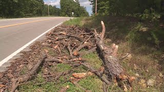 Fenton man killed after tree falls onto car while traveling on highway