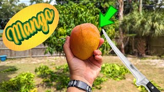 The proper way to cut a mango with zero waste! by Food Chain TV 4,038 views 10 months ago 7 minutes, 1 second