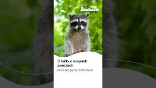 3 facts about raccoons that might surprise you! #trivia #facts #shorts #raccoon #animals