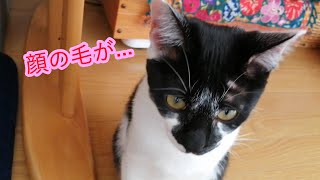 ケリケリで［毛が抜けてしまった］猫の自然治癒力２週間  ｛皮膚・被毛ケアジャーキー｝