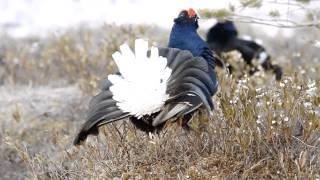 Black Grouse - Teeren soitimella