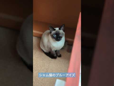 シャム猫のブルーアイズ