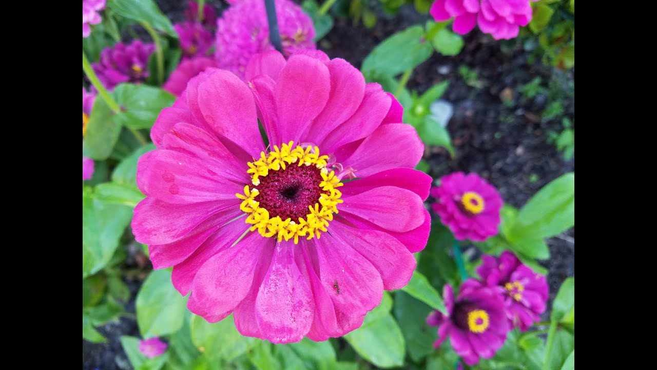 Zinnia and mildew in zone 9b southwest Florida YouTube