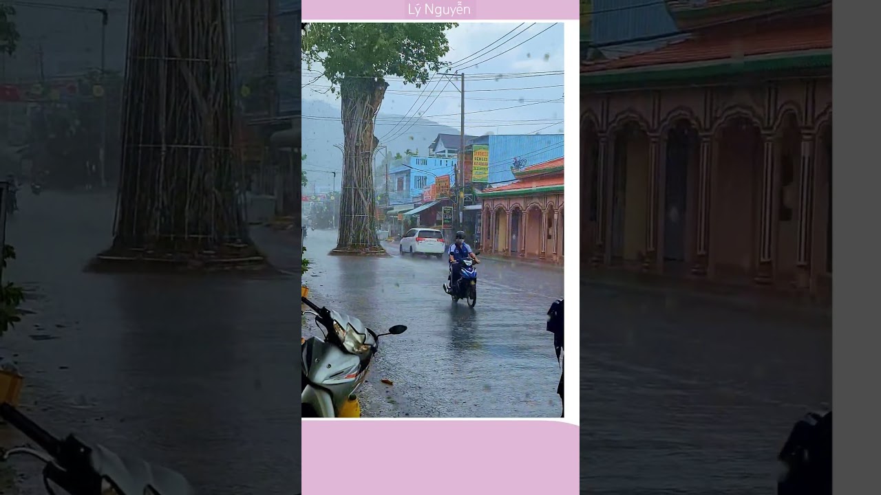 Cây Dầu Đứng Giữa Đường... 