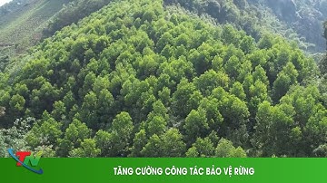 TĂNG CƯỜNG CÔNG TÁC BẢO VỆ RỪNG